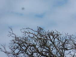 Image of White-fronted Chat