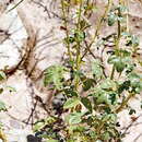 Image of Kersia foliosa var. lutea (Sond.) Roalson & J. C. Hall