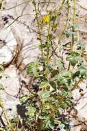 Image of Kersia foliosa var. lutea (Sond.) Roalson & J. C. Hall