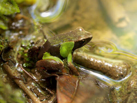 Image of Beautiful Mantella