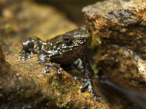 Image of Dumeril's Madagascar Frog