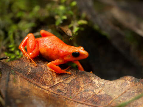 Image of Ginger Tree Frog