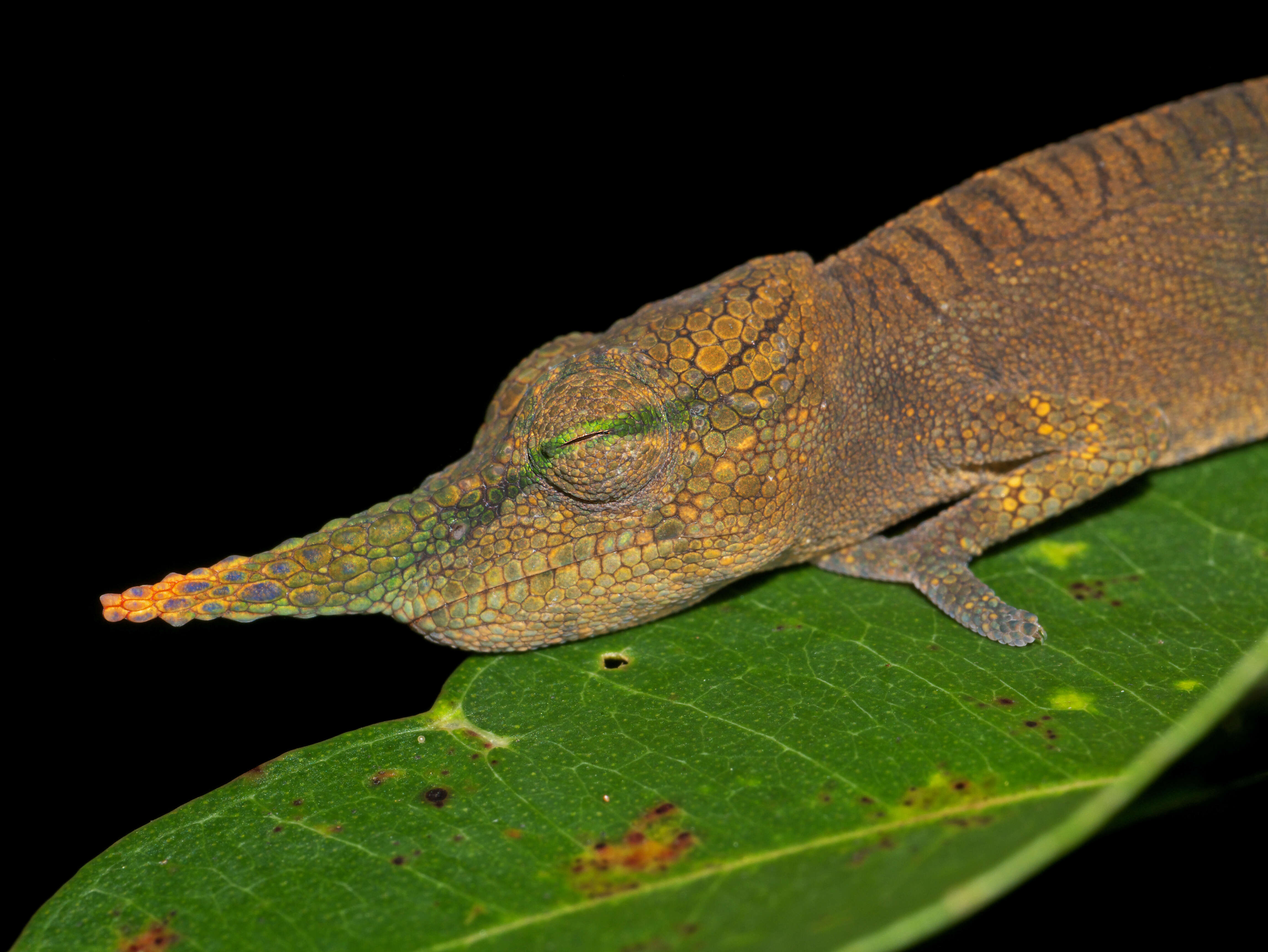 Image of Blade Chameleon