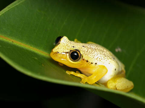 Image of Heterixalus punctatus Glaw & Vences 1994