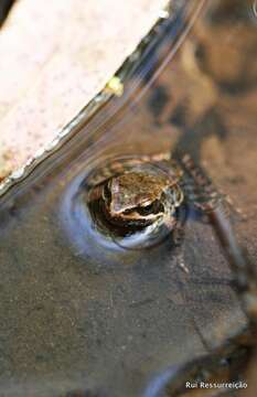 Image of Iberian Frog