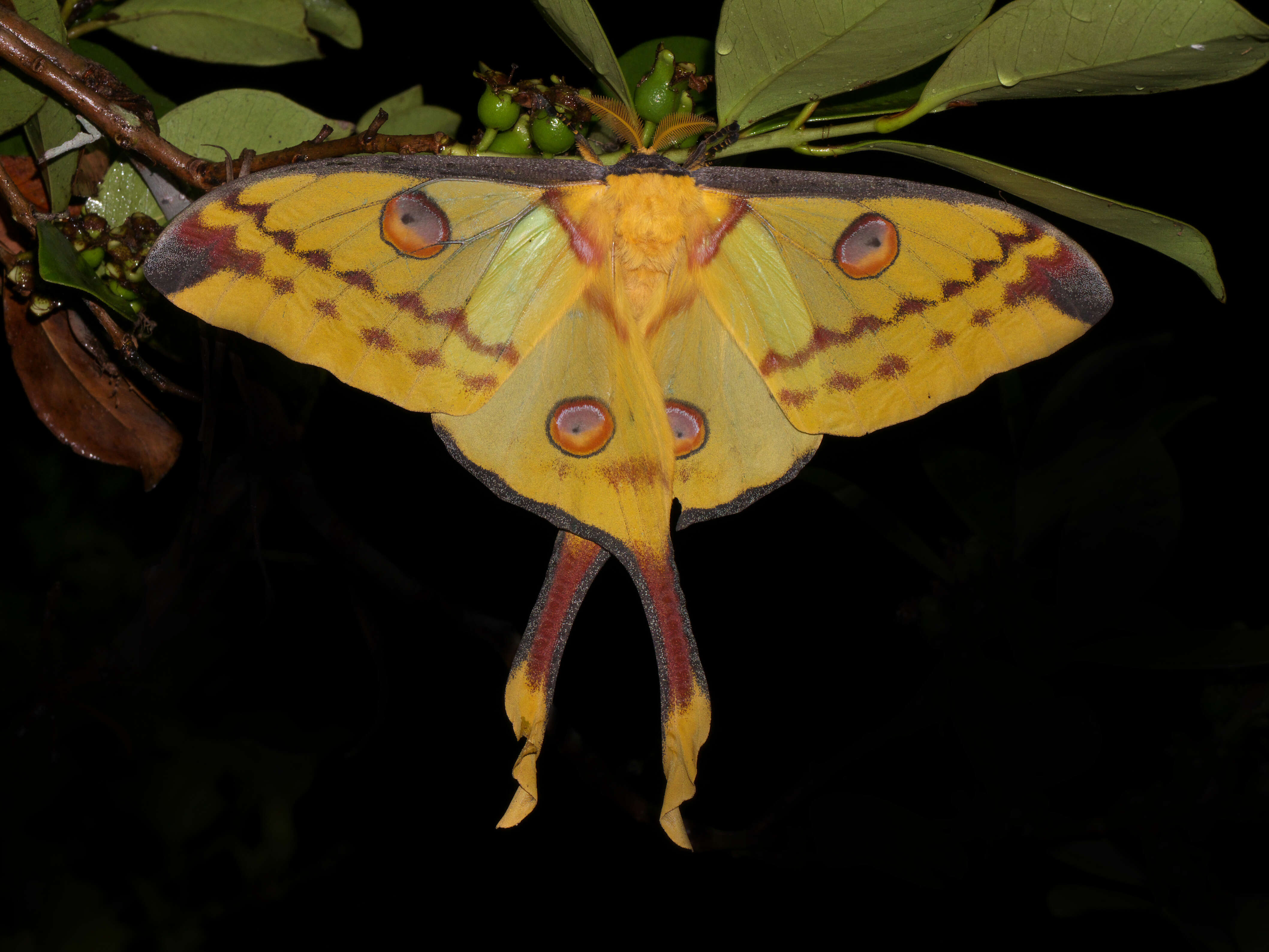 Image of comet moth