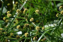 Слика од Cyperus blepharoleptos Steud.