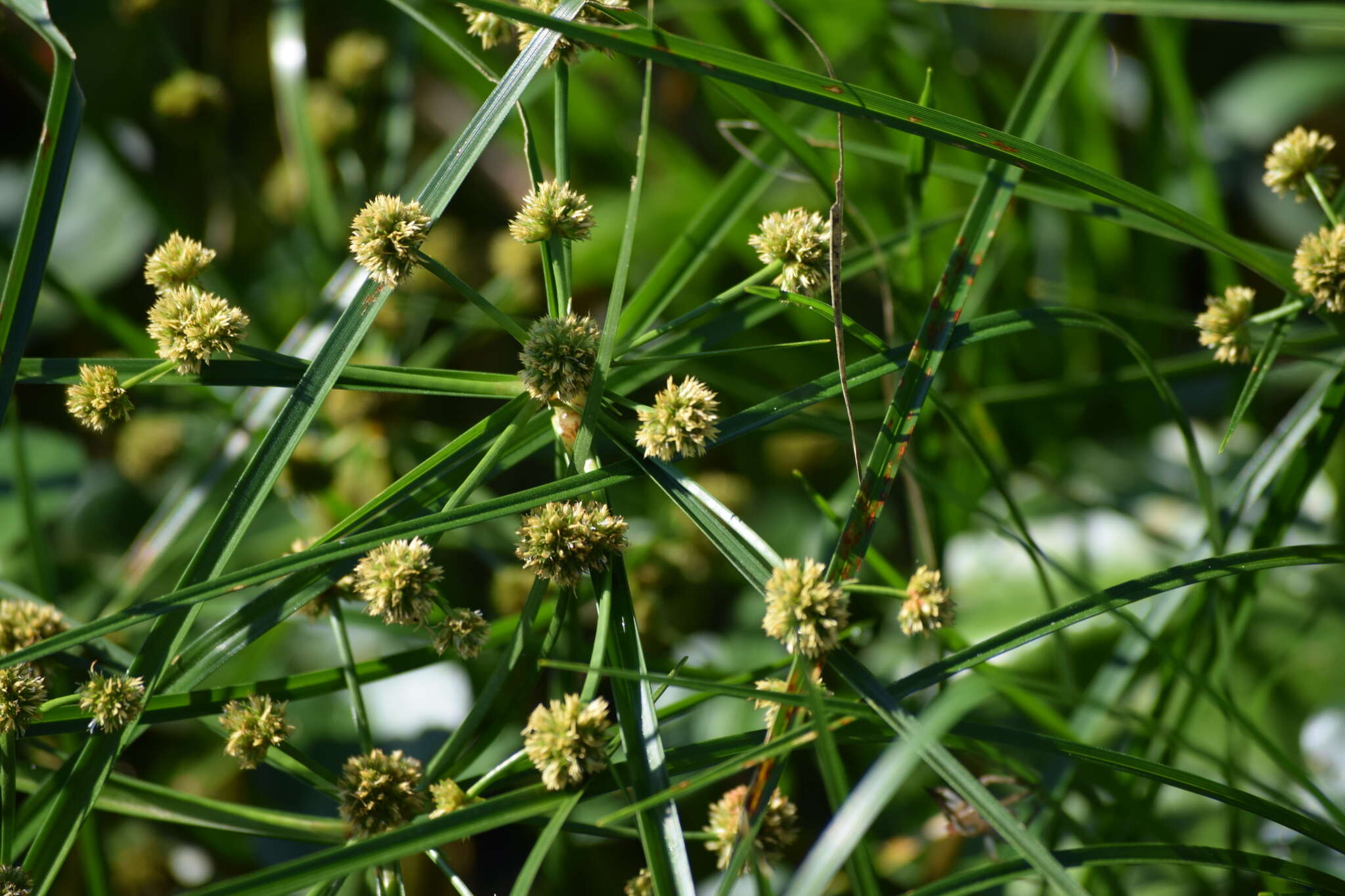 Plancia ëd Cyperus blepharoleptos Steud.