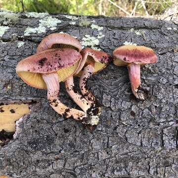 Image of Gymnopilus thiersii M. T. Seidl 1989