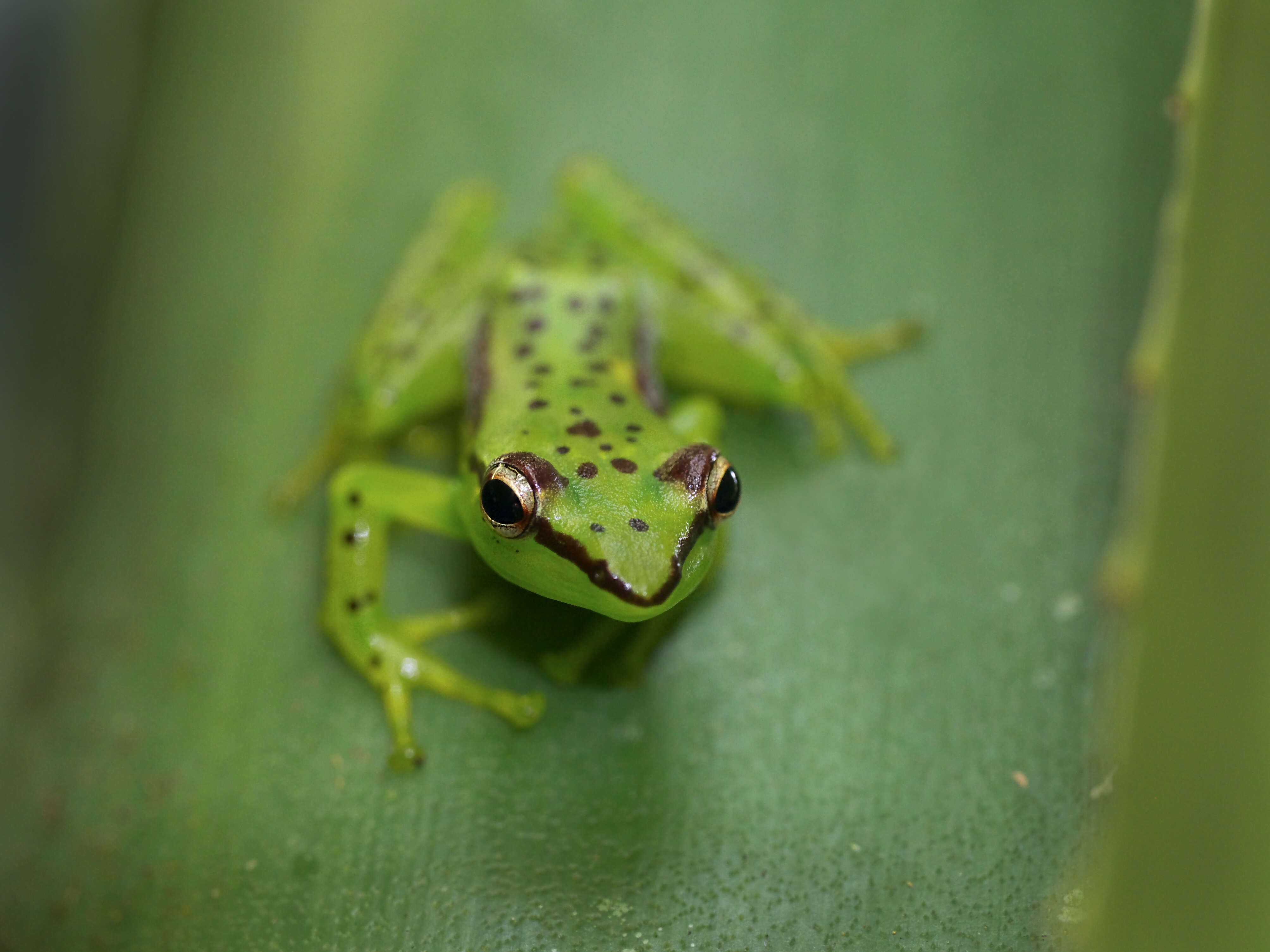 Image of Tsarafidy Madagascar Frog