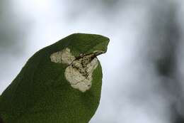 Plancia ëd Lyonetia latistrigella Walsingham