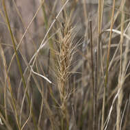 Image of Aristida nitidula (Henrard) S. T. Blake