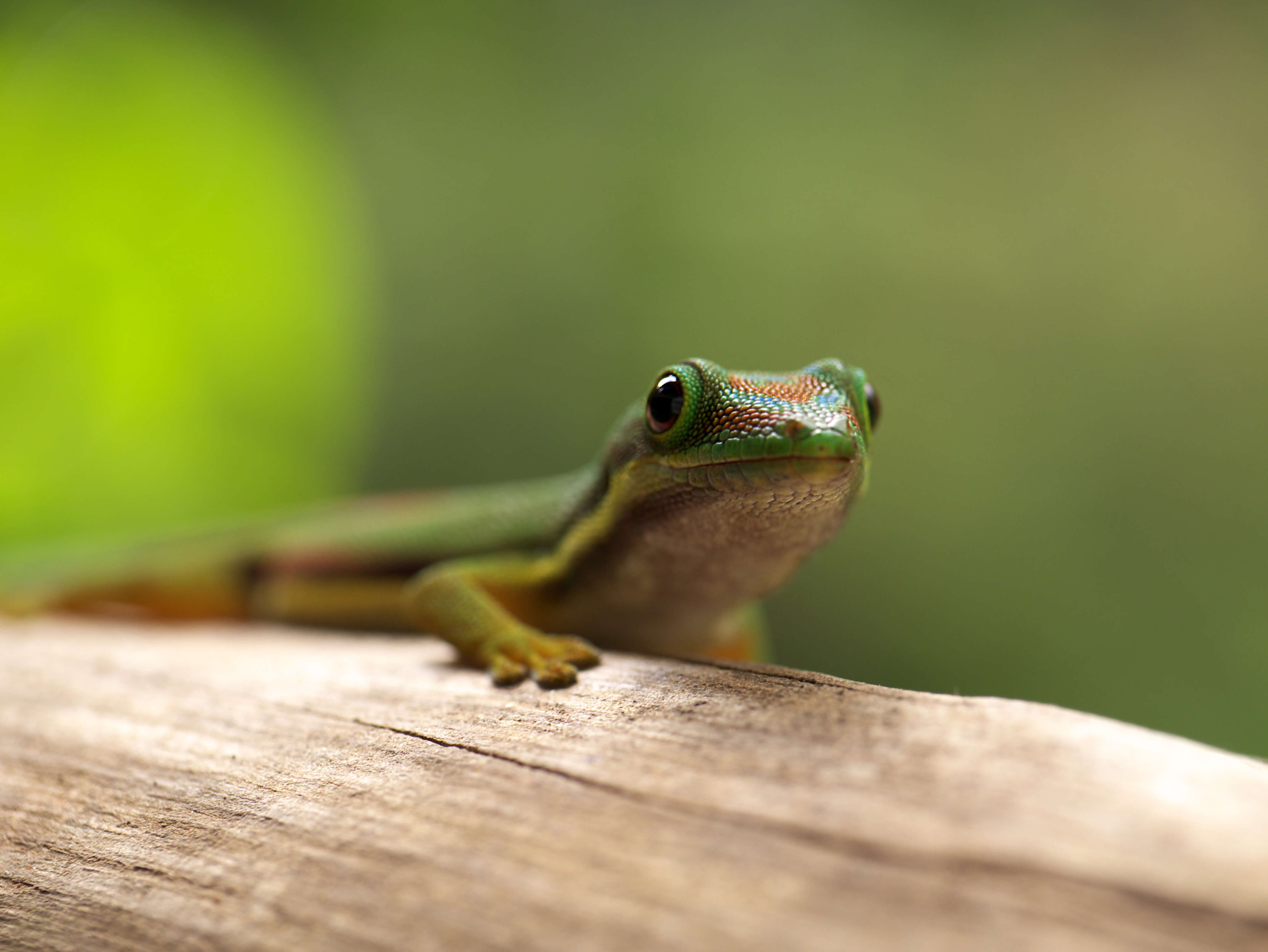 Plancia ëd Phelsuma lineata Gray 1842