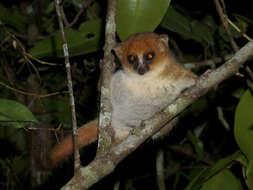 Image of Goodman's Mouse Lemur