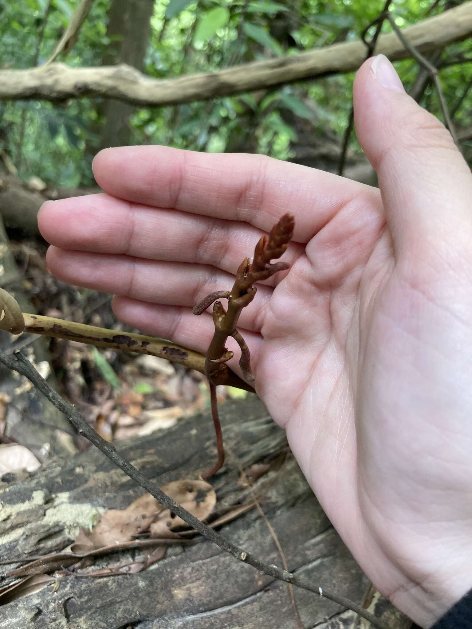 Sivun Erythrorchis altissima (Blume) Blume kuva