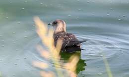 Image of Long-tailed Jaeger