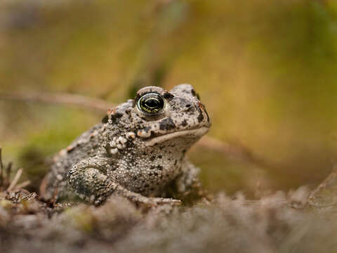 Image of Natterjack toad