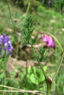 Imagem de Carum meifolium (M. Bieb.) Boiss.