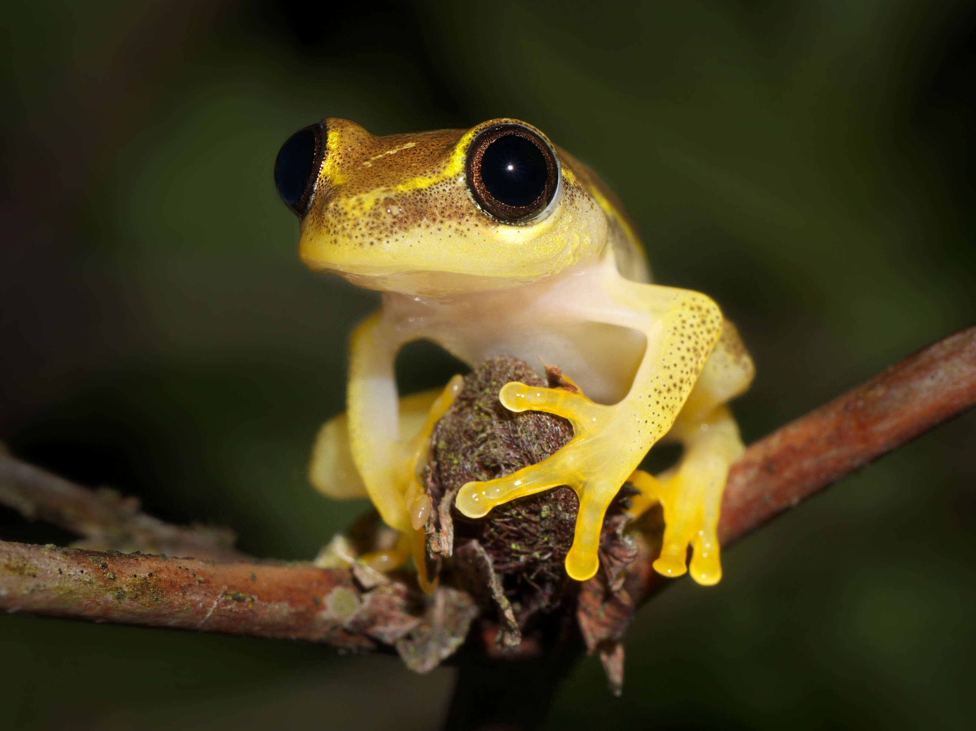 Image of Heterixalus punctatus Glaw & Vences 1994