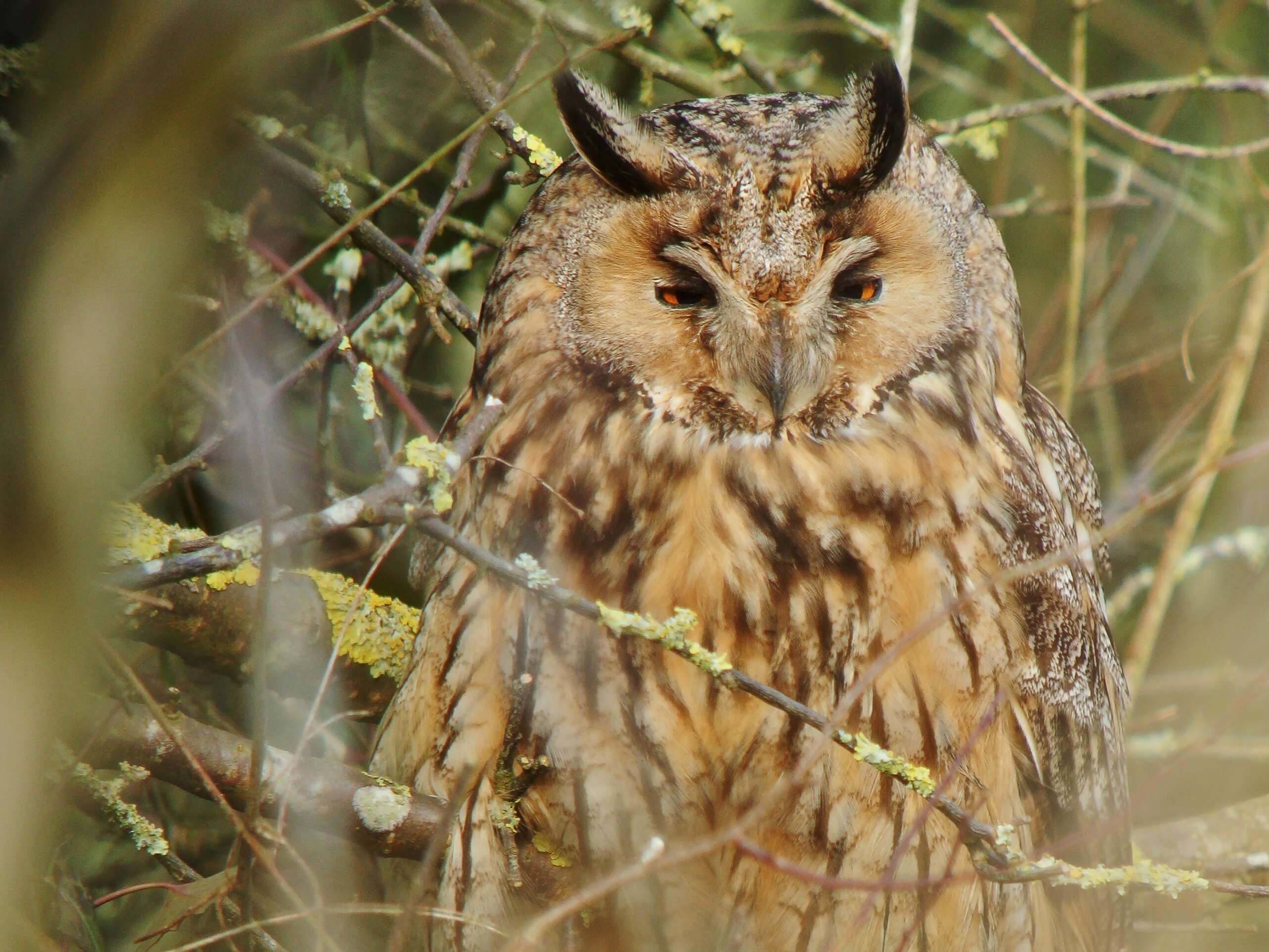 Image of Long-eared Owl