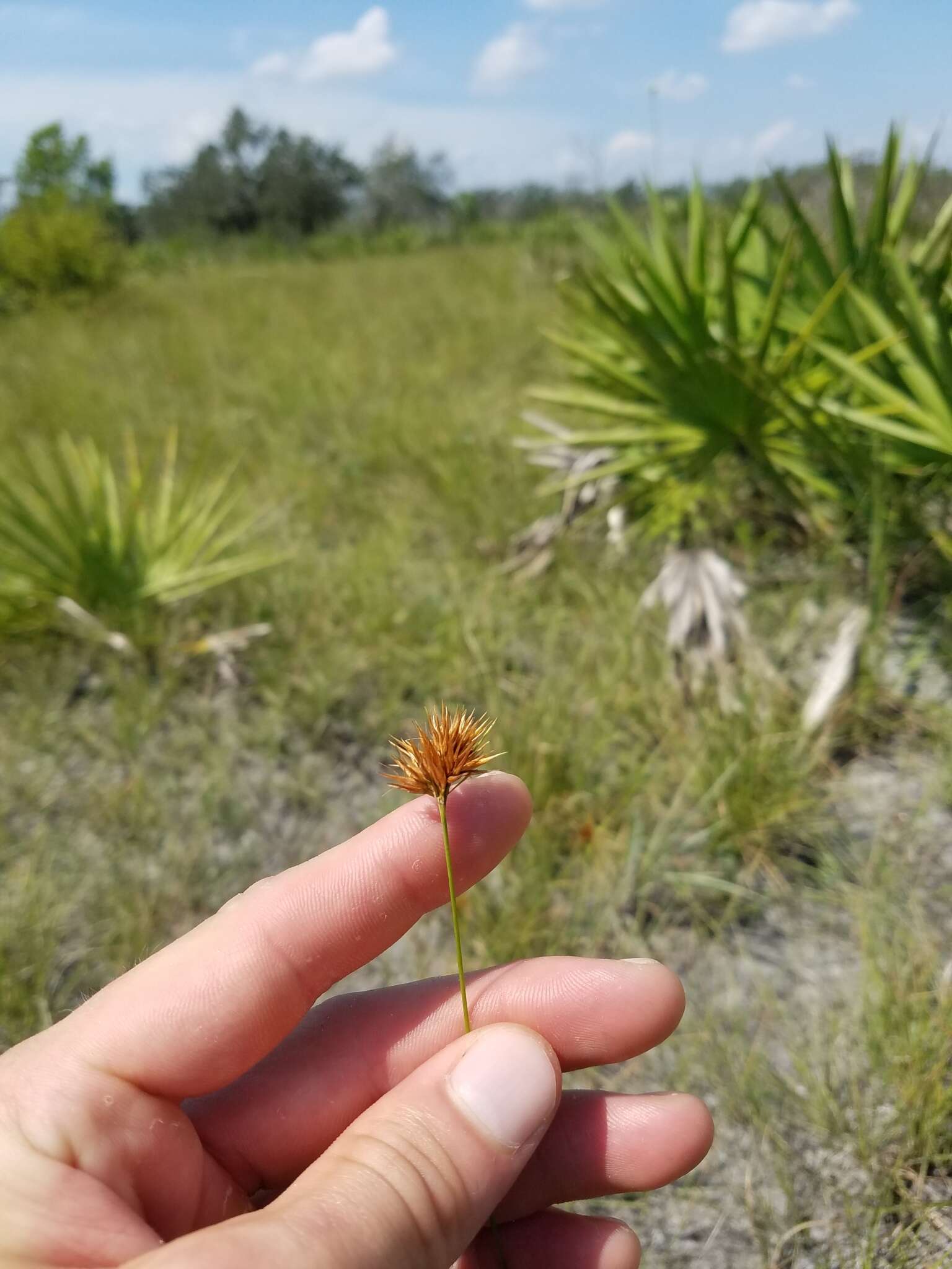 Image of Manatee Beak Sedge