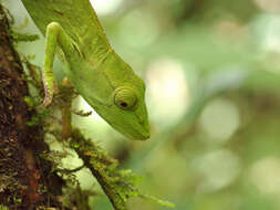 Image of Perinet chameleon