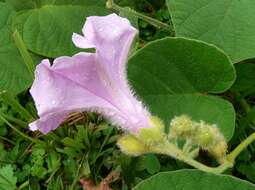 Image of Ipomoea descolei O'Donell