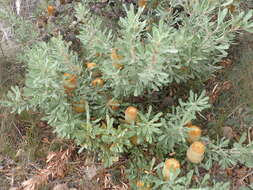 Sivun Banksia ornata F. Müll. ex Meissn. kuva