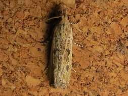 Image of Javelin Moth