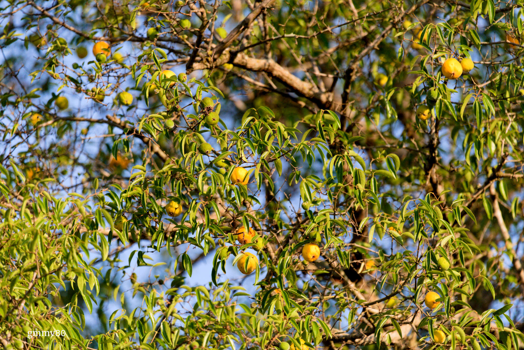 Imagem de Eugenia myrcianthes Niedenzu