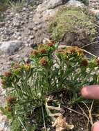 Image of pygmy goldenweed