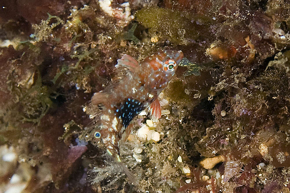 Image of Geoffroy's wrasse