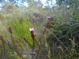 Image of Boronia barkeriana subsp. angustifolia Duretto