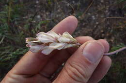 Image of Hedysarum dahuricum B. Fedtsch.