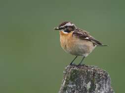 Image of Whinchat