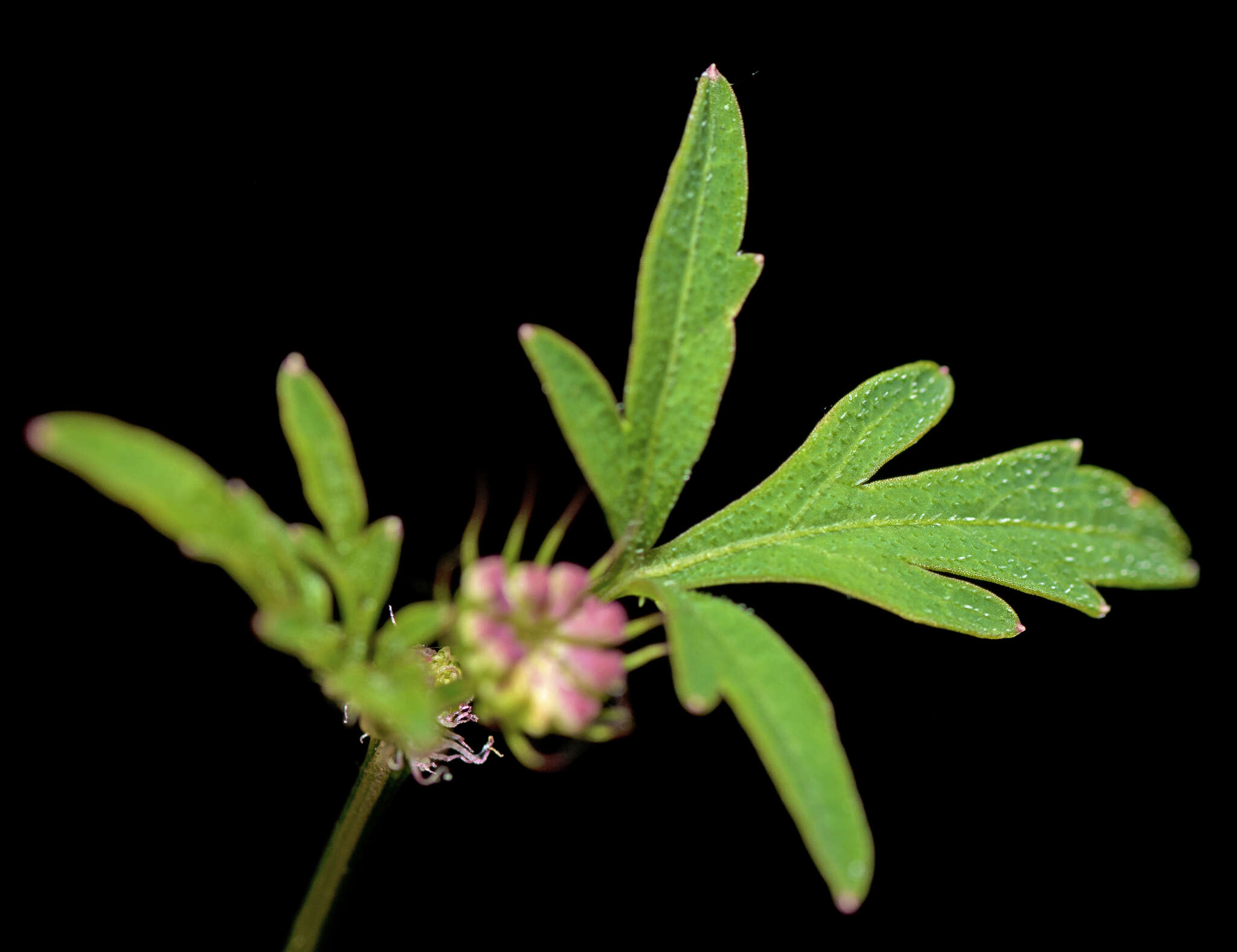 Imagem de Trachymene procumbens (F. Müll.) Benth.