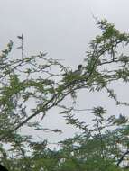 Image of Western Red-billed Hornbill