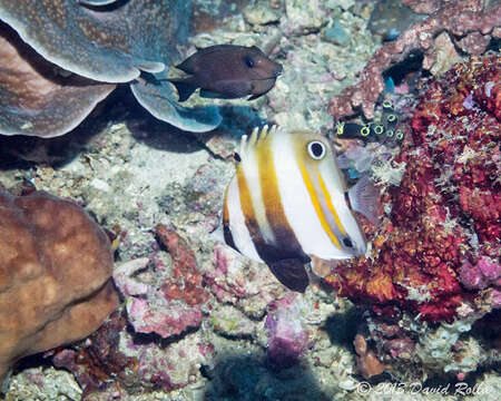 Image of Two Spot Coralfish