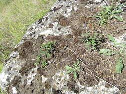 Image of Euphorbia amygdaloides subsp. amygdaloides