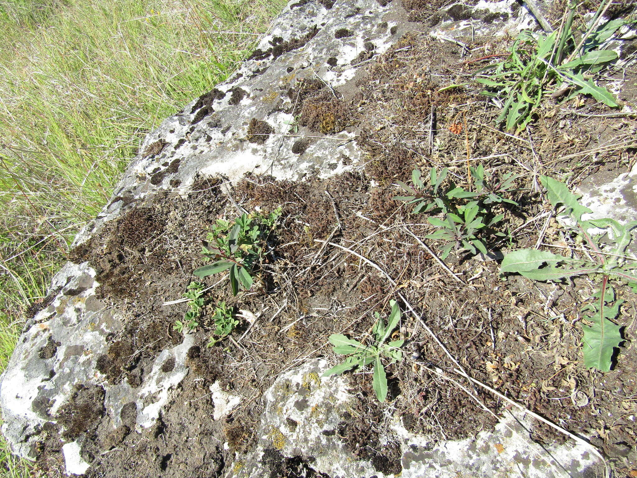 Image of Euphorbia amygdaloides subsp. amygdaloides