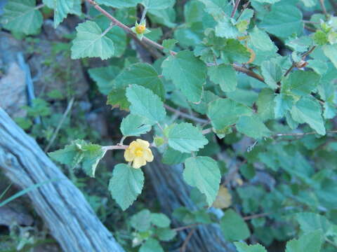 Image of shrubby false mallow