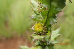 Image of Berkheya echinacea subsp. echinacea