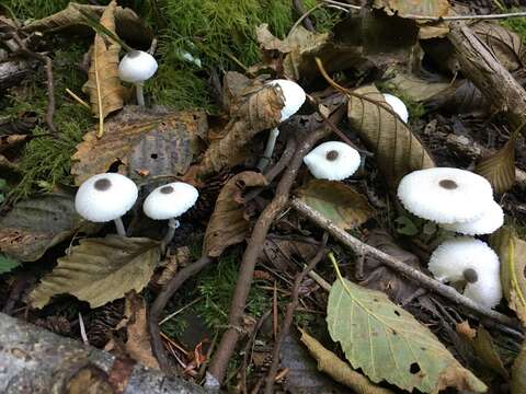 Image of Leucocoprinus brebissonii (Godey) Locq. 1943