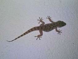 Image of Common Wall Gecko