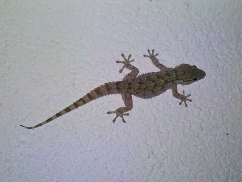 Image of Common Wall Gecko