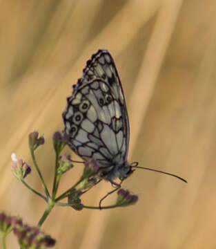 Image of marbled white