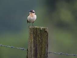 Image of Whinchat