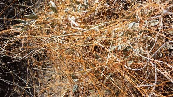 Image of chaparral dodder