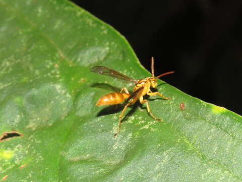 Image of Agelaia myrmecophila (Ducke 1905)