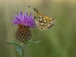 Image of Common Branded Skipper